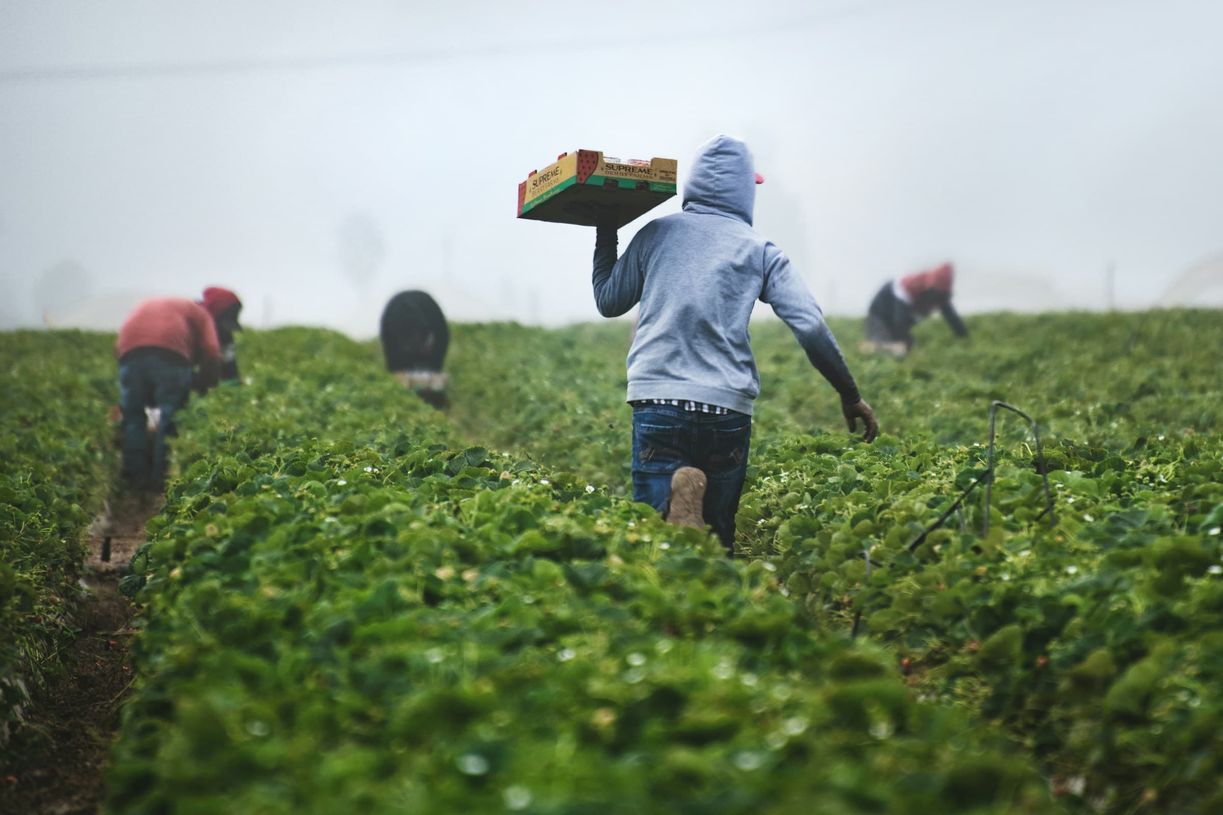 Food Insecurity in Africa: Why It Persists — and How Better Farm Decisions Can Change the Story