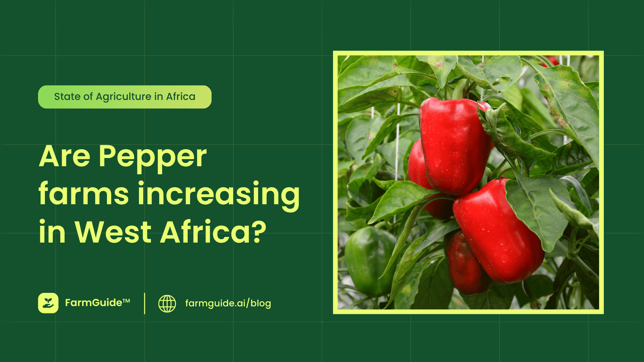 West Africa's pepper economy is expanding, but not everywhere in the same way
