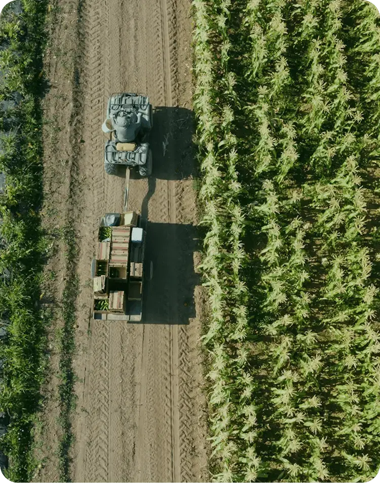 A farmer transporting harvested produce beside a cultivated field